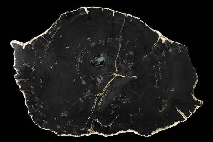 Polished Petrified Wood (Sloanea) Slab with Pyrite - Texas #166514
